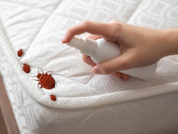 Best Affordable Pest Control Services  in Lorenzo, TX