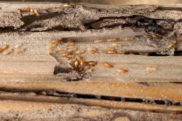 Best Bed Bug Extermination  in Lorenzo, TX
